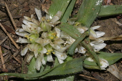 Allium chamaemoly image