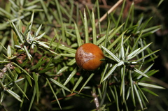Juniperus oxycedrus badia