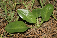 Biarum dispar