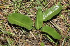 Biarum dispar