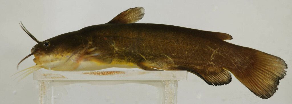 Yellow Bullhead (MCDEP Species of Note) · iNaturalist