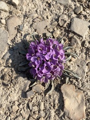 Erysimum pallasii