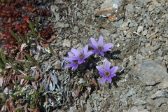 Pulsatilla multiceps