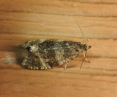 Olethreutes astrologana