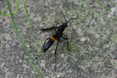 Lophopompilus samariensis