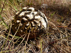 Calbovista subsculpta