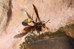 Mischocyttarus navajo