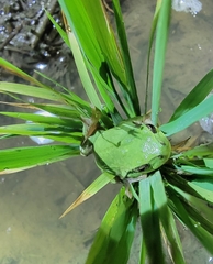 Hyla immaculata
