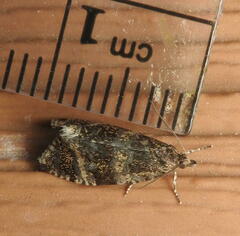 Olethreutes astrologana