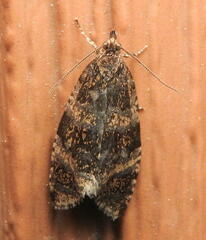 Olethreutes astrologana