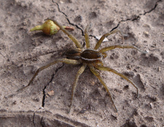 Diapontia uruguayensis