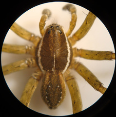 Diapontia uruguayensis