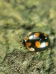 Cyllodes