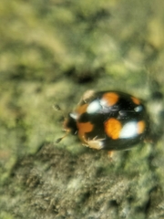 Cyllodes