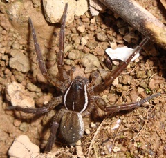 Diapontia uruguayensis