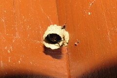 Orancistrocerus drewseni