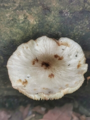 Cyllodes