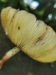 Cyllodes