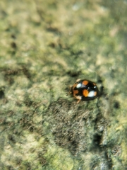 Cyllodes