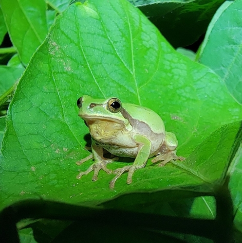 Chinese Immaculate Treefrog, Dryophytes immaculatus