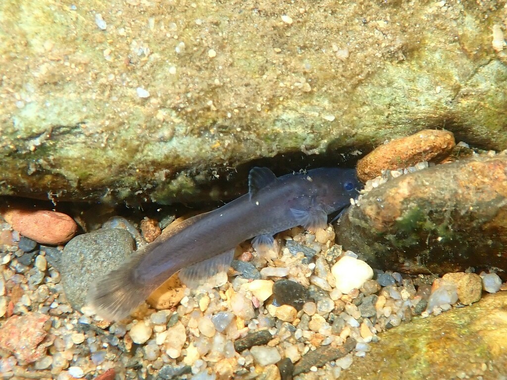 Speckled madtom (Noturus leptacanthus) — Ictaluridae