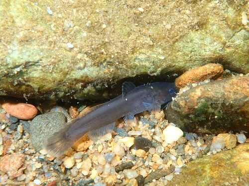 Speckled madtom (Noturus leptacanthus) — Ictaluridae