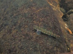 Holiday Darter photo 2