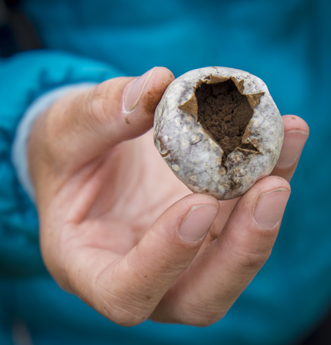 iNaturalist observation photo of puffballs