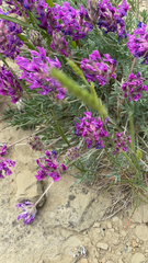 Oxytropis lambertii