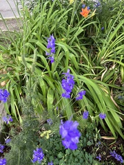 Delphinium ajacis