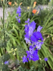Delphinium ajacis