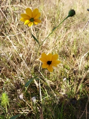 Helianthus agrestis