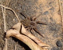 Diapontia uruguayensis