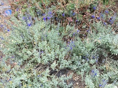 Salvia chamaedryoides
