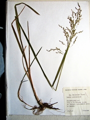Glyceria lithuanica
