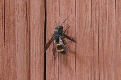 Orancistrocerus drewseni