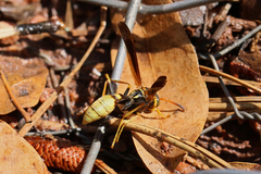 Mischocyttarus navajo