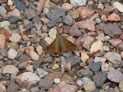 Epargyreus clarus huachuca