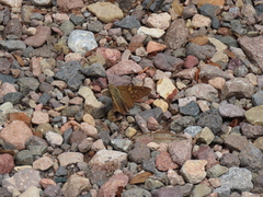 Epargyreus clarus huachuca