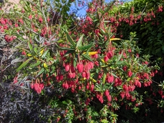 Crinodendron hookerianum