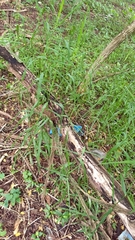 Poaceae