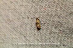 Neocochylis hybridella