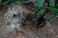 Hydropotes inermis argyropus