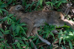 Hydropotes inermis argyropus