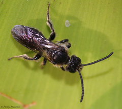 Dufourea novaeangliae