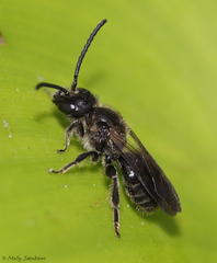 Dufourea novaeangliae