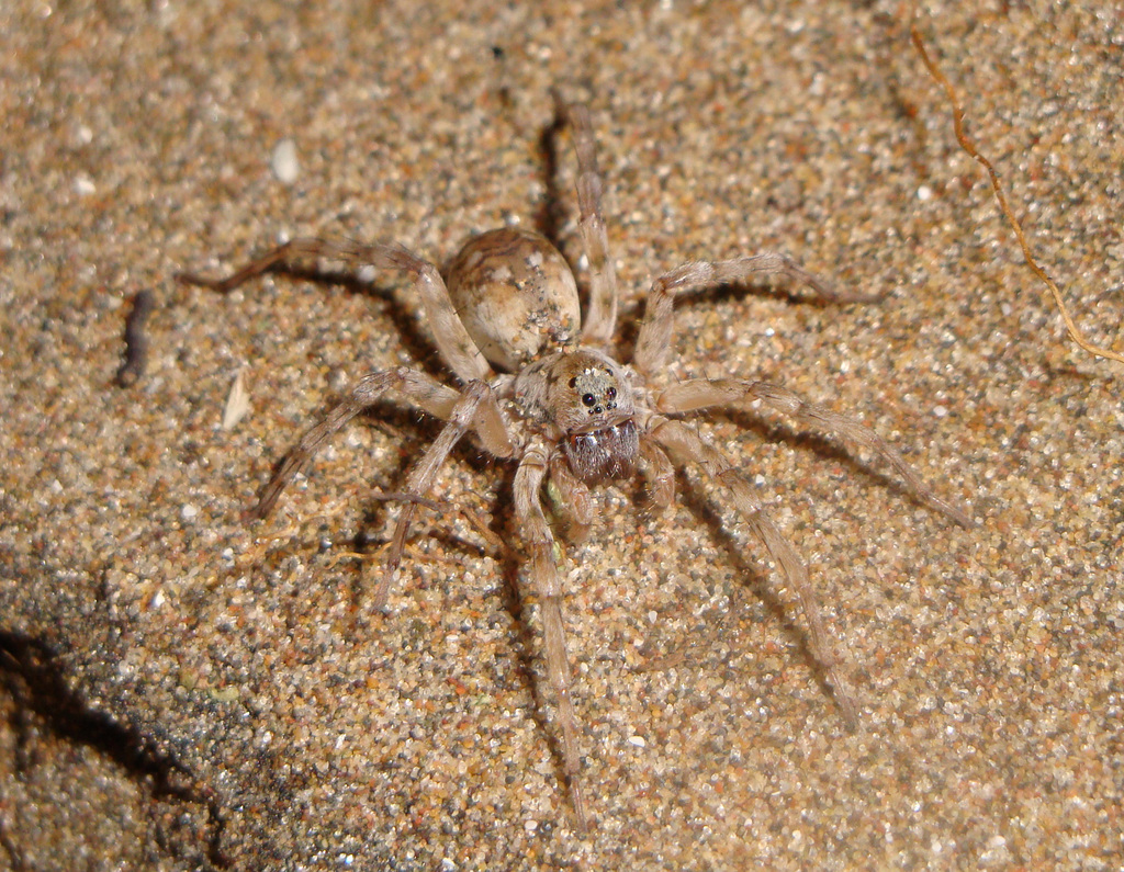 Allocosa senex