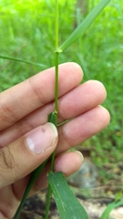 Poaceae