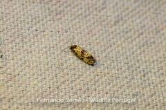 Neocochylis hybridella