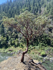 Arctostaphylos columbiana